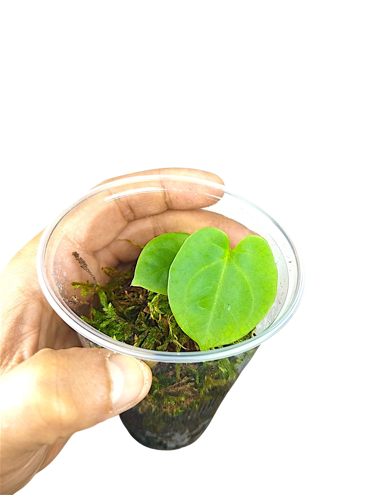Anthurium KOS x Daniel