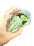 Anthurium Silver Blush Mint Var