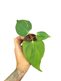 Anthurium Portillae