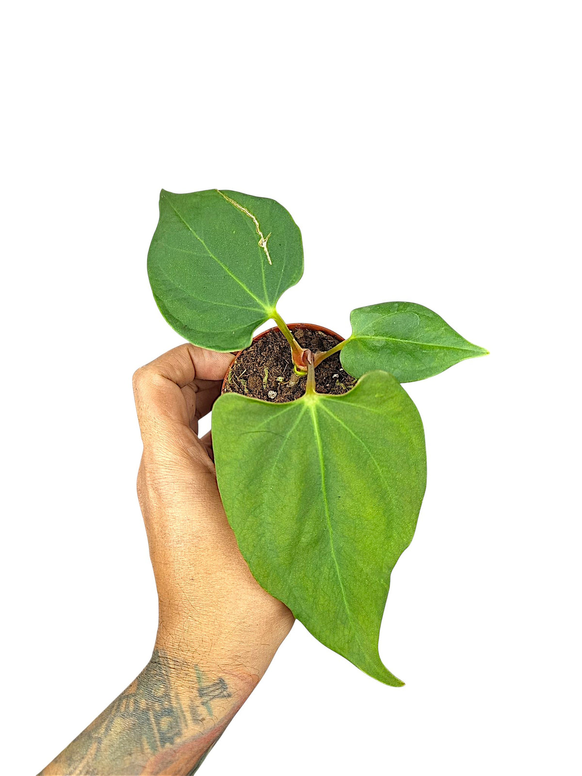 Anthurium Portillae