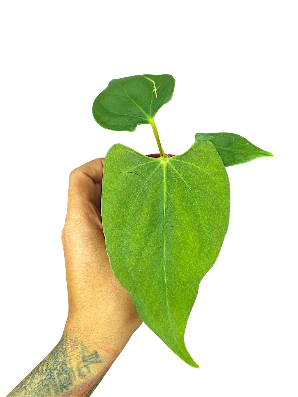 Anthurium Portillae