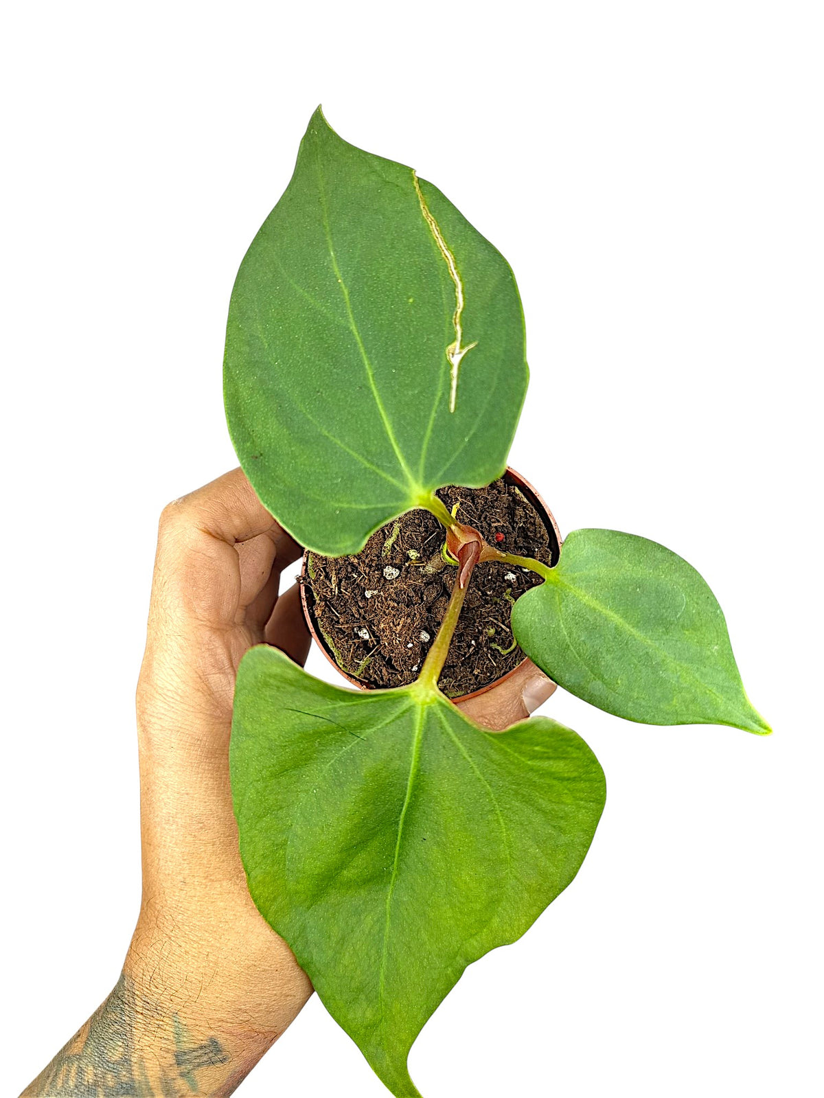 Anthurium Portillae
