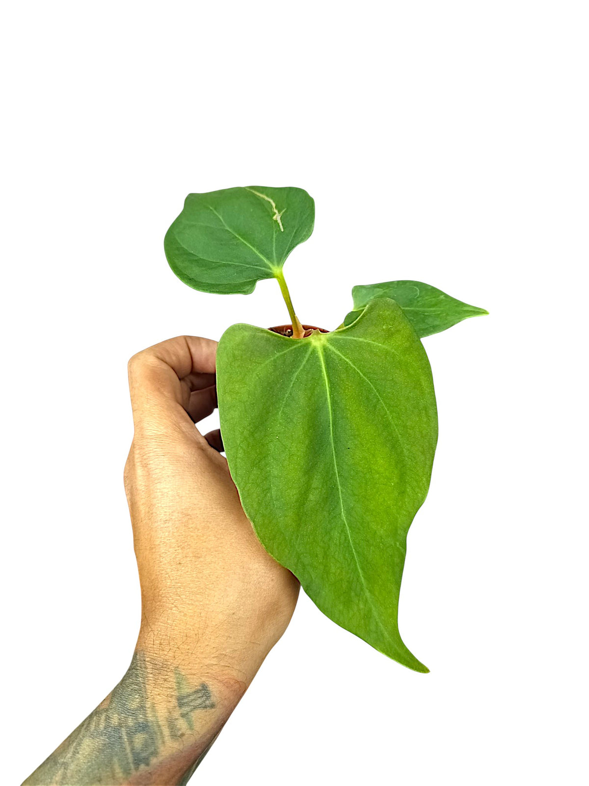 Anthurium Portillae
