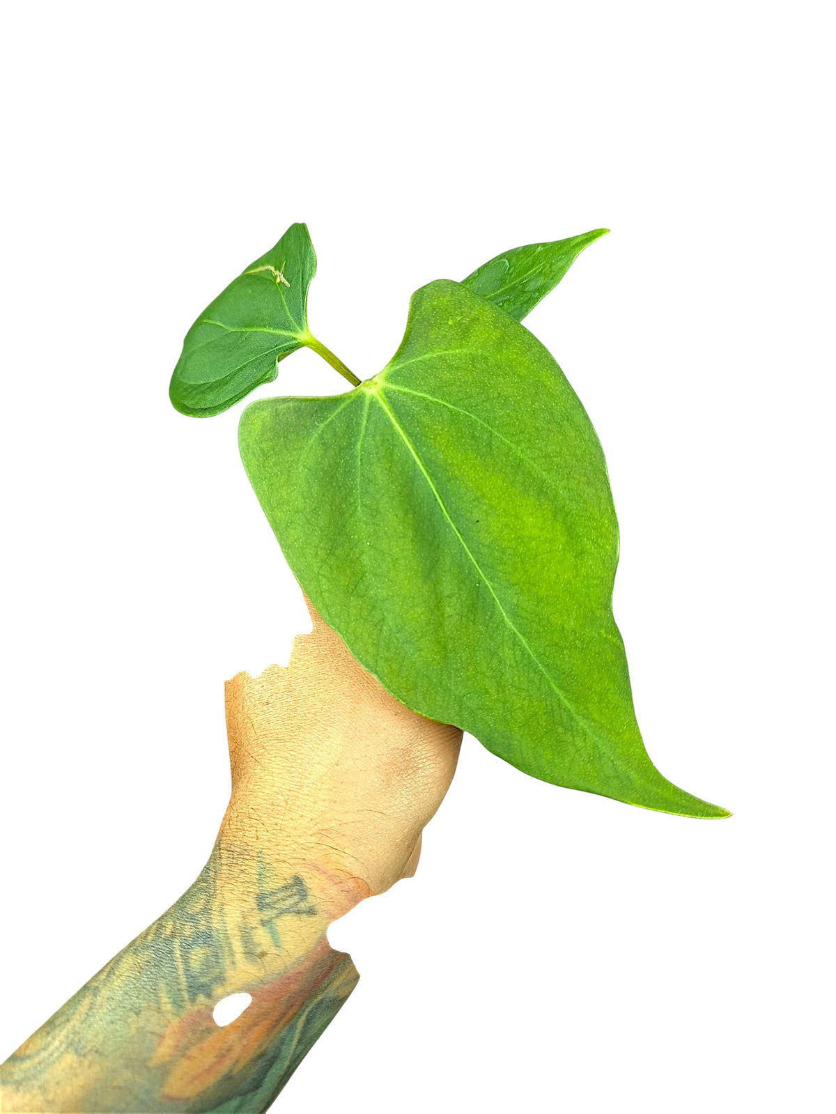 Anthurium Portillae