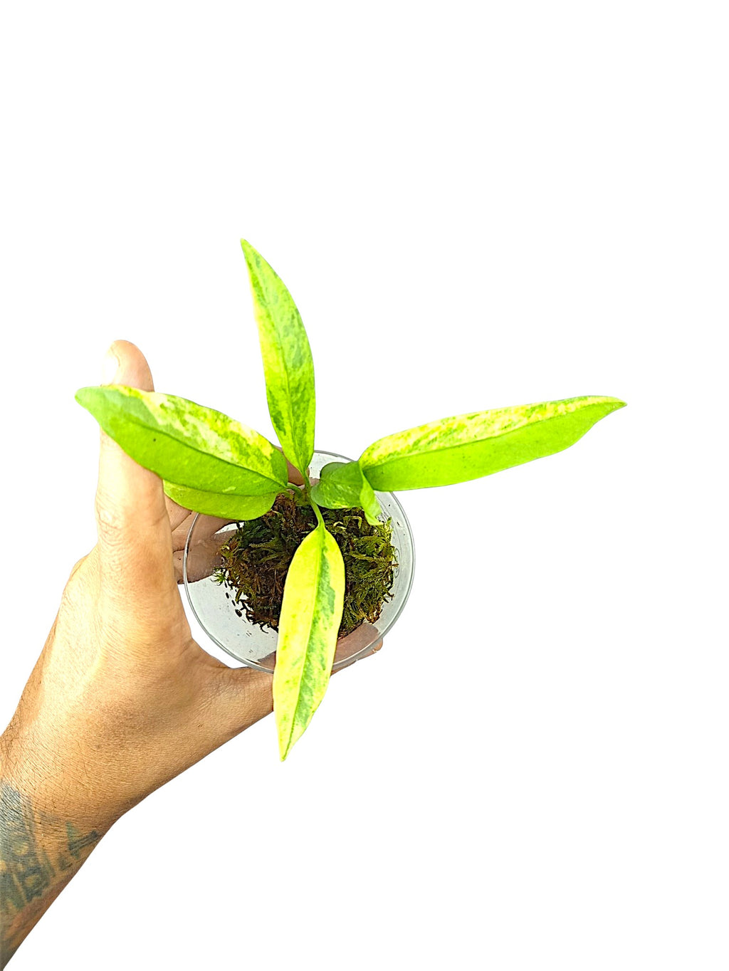 Anthurium vittarifolium high variegated