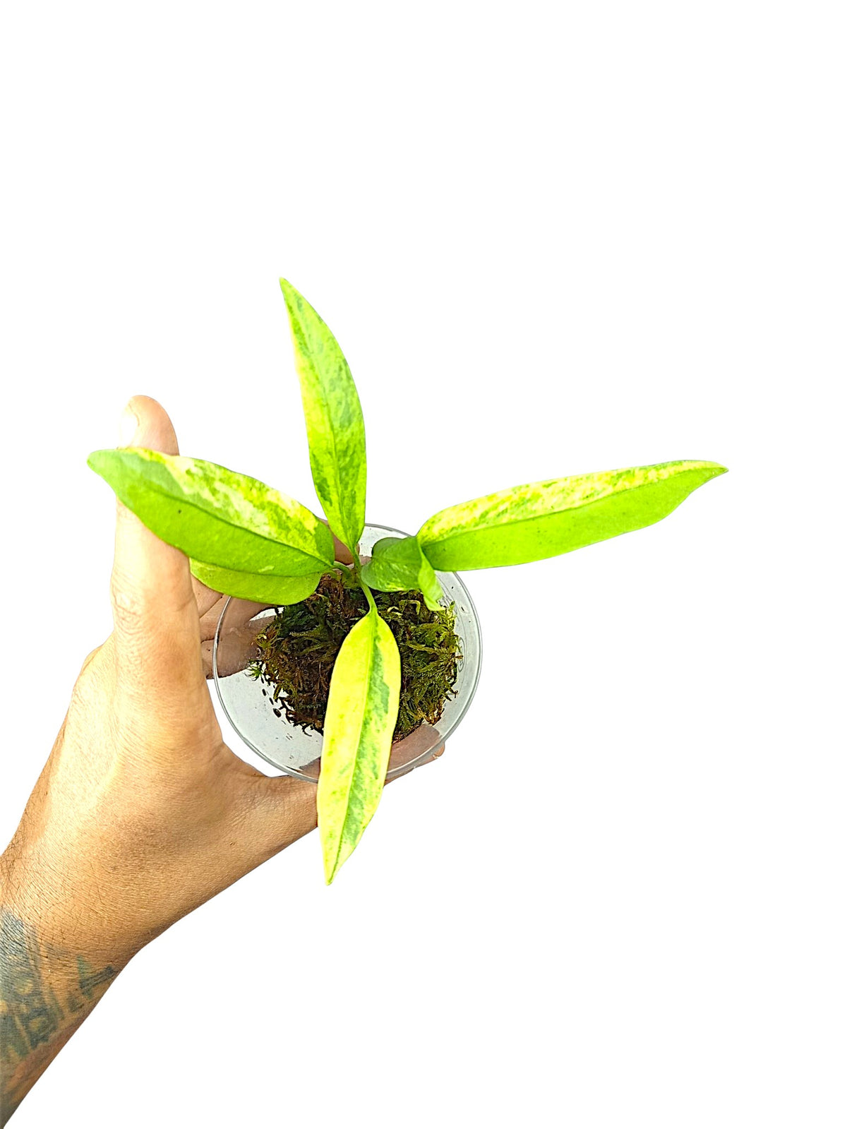 Anthurium vittarifolium high variegated