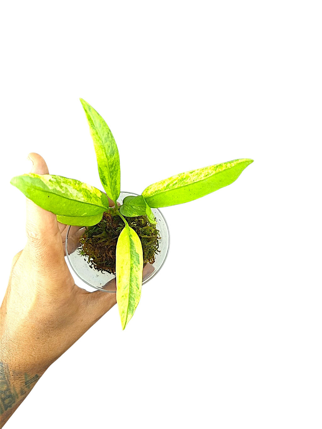 Anthurium vittarifolium high variegated