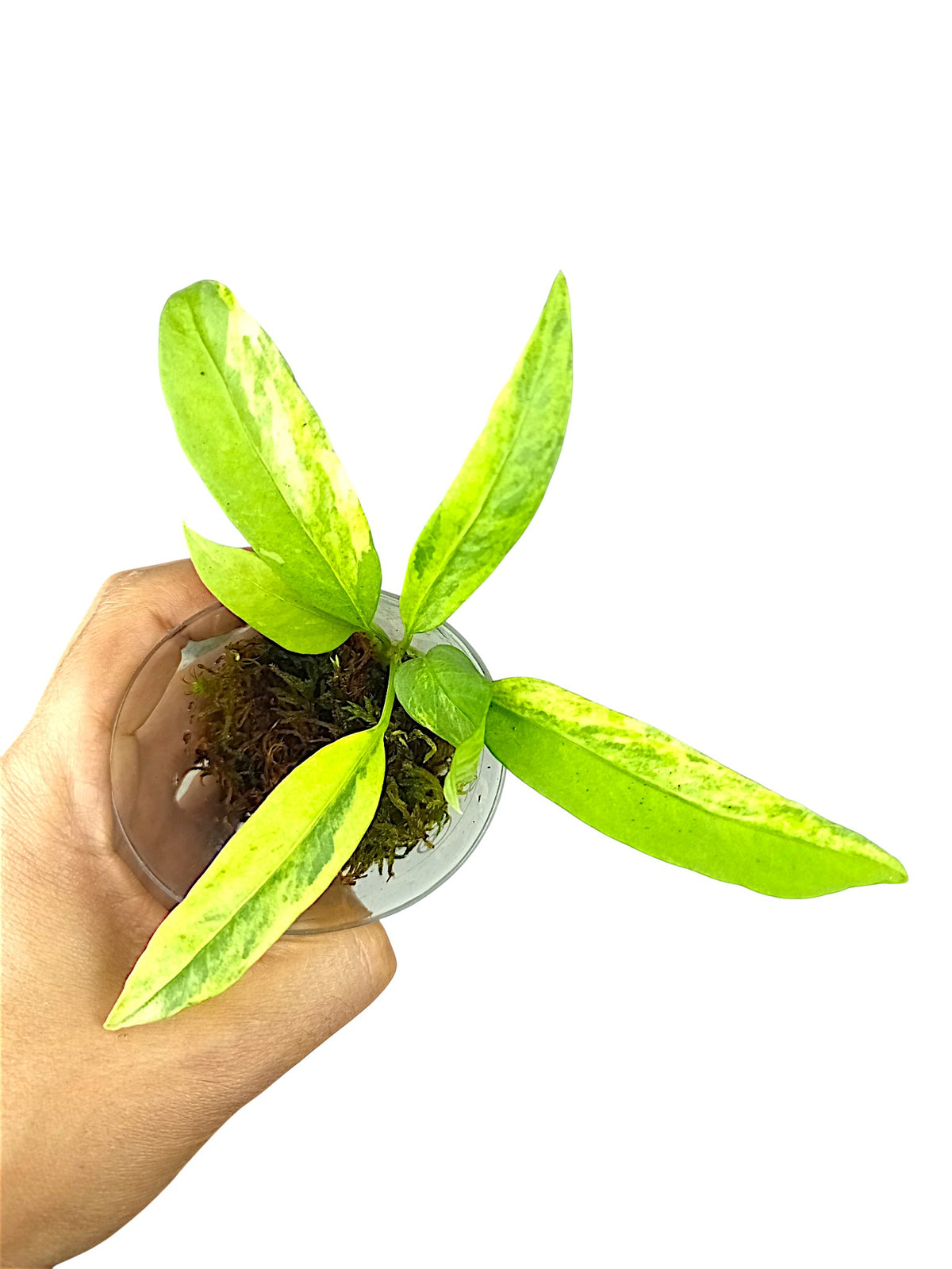 Anthurium vittarifolium high variegated