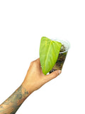 Anthurium Portillae HU x PapI Daniel Wing Ears