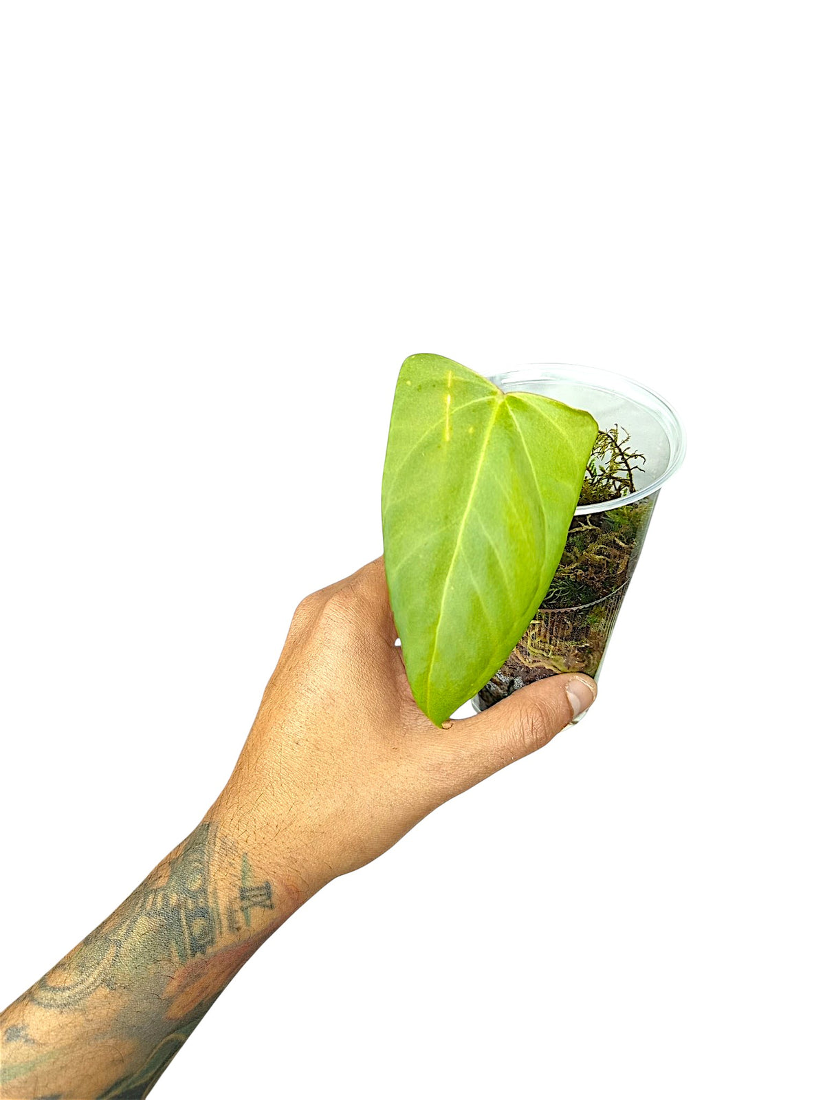Anthurium Portillae HU x PapI Daniel Wing Ears