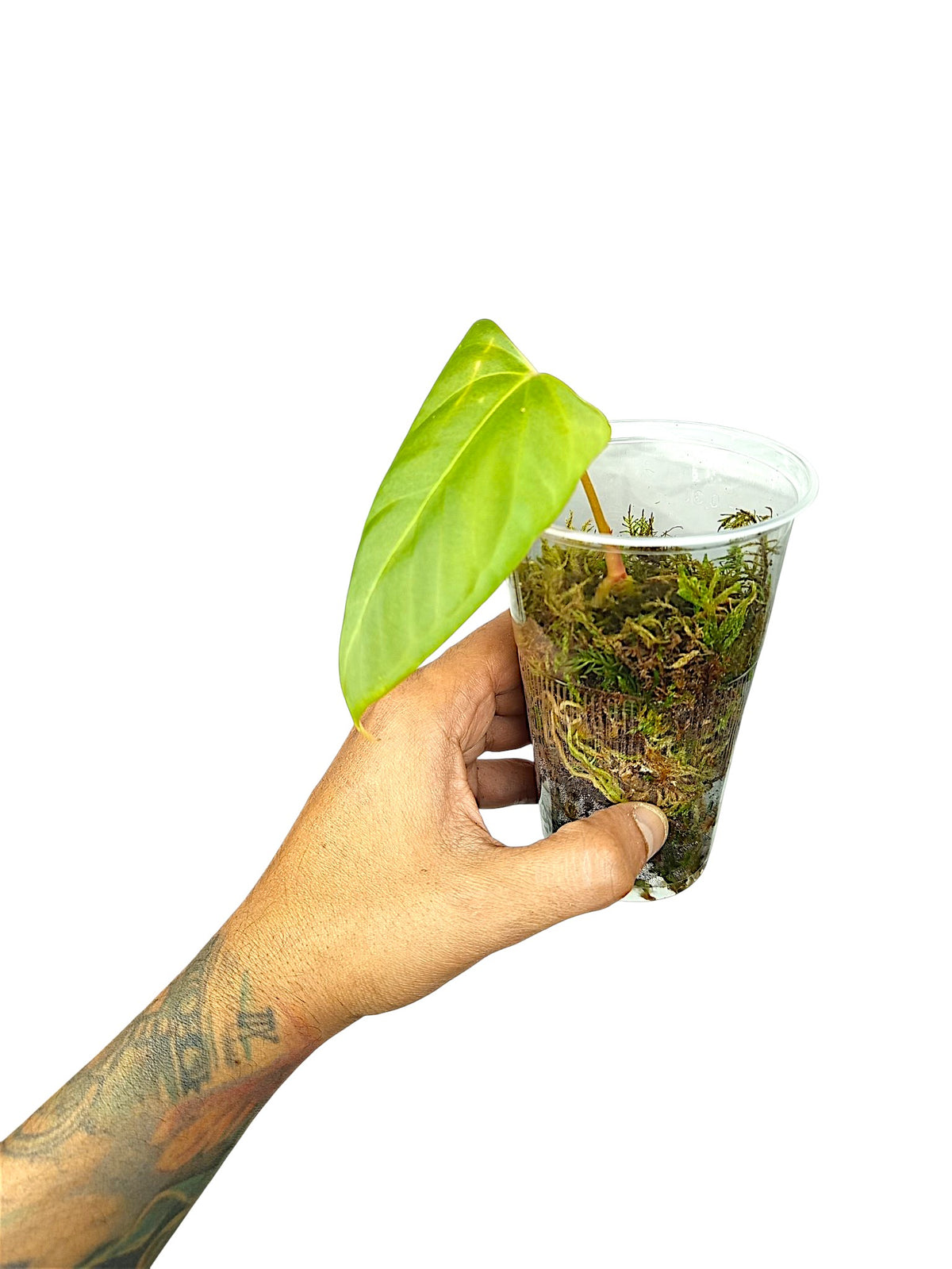 Anthurium Portillae HU x PapI Daniel Wing Ears