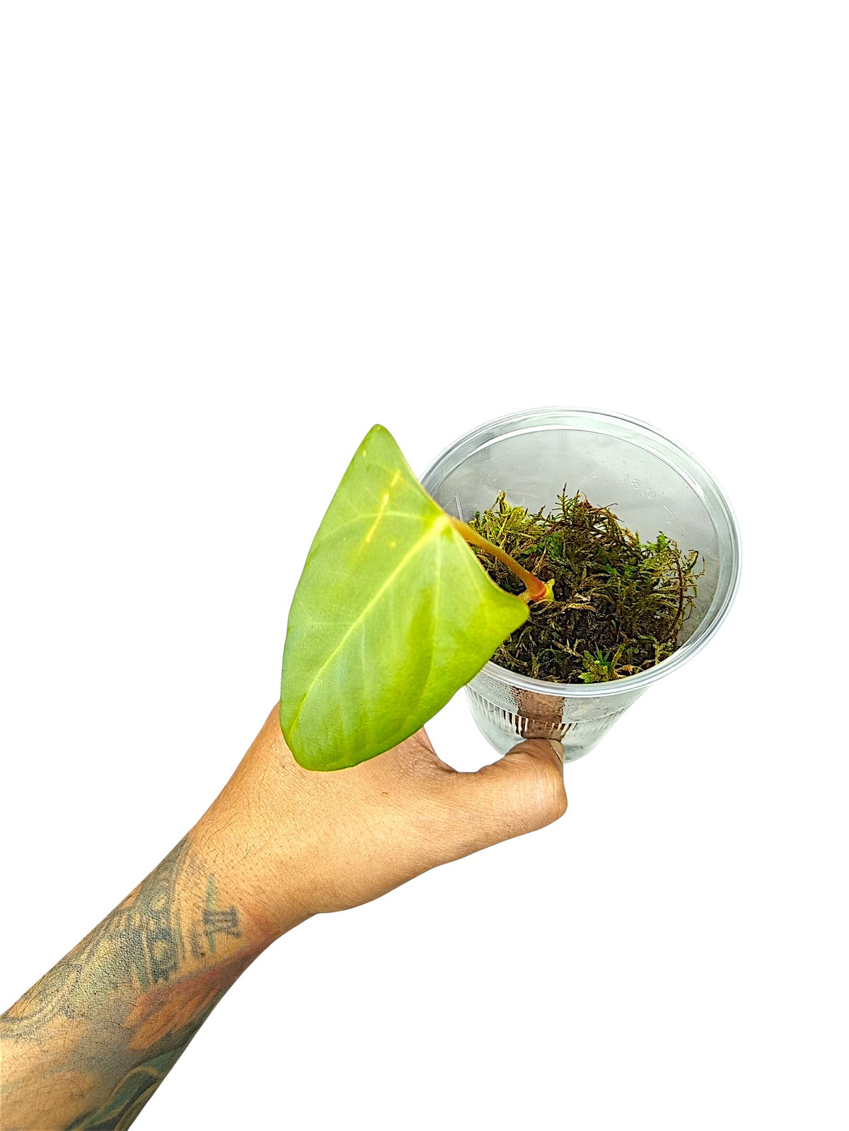 Anthurium Portillae HU x PapI Daniel Wing Ears