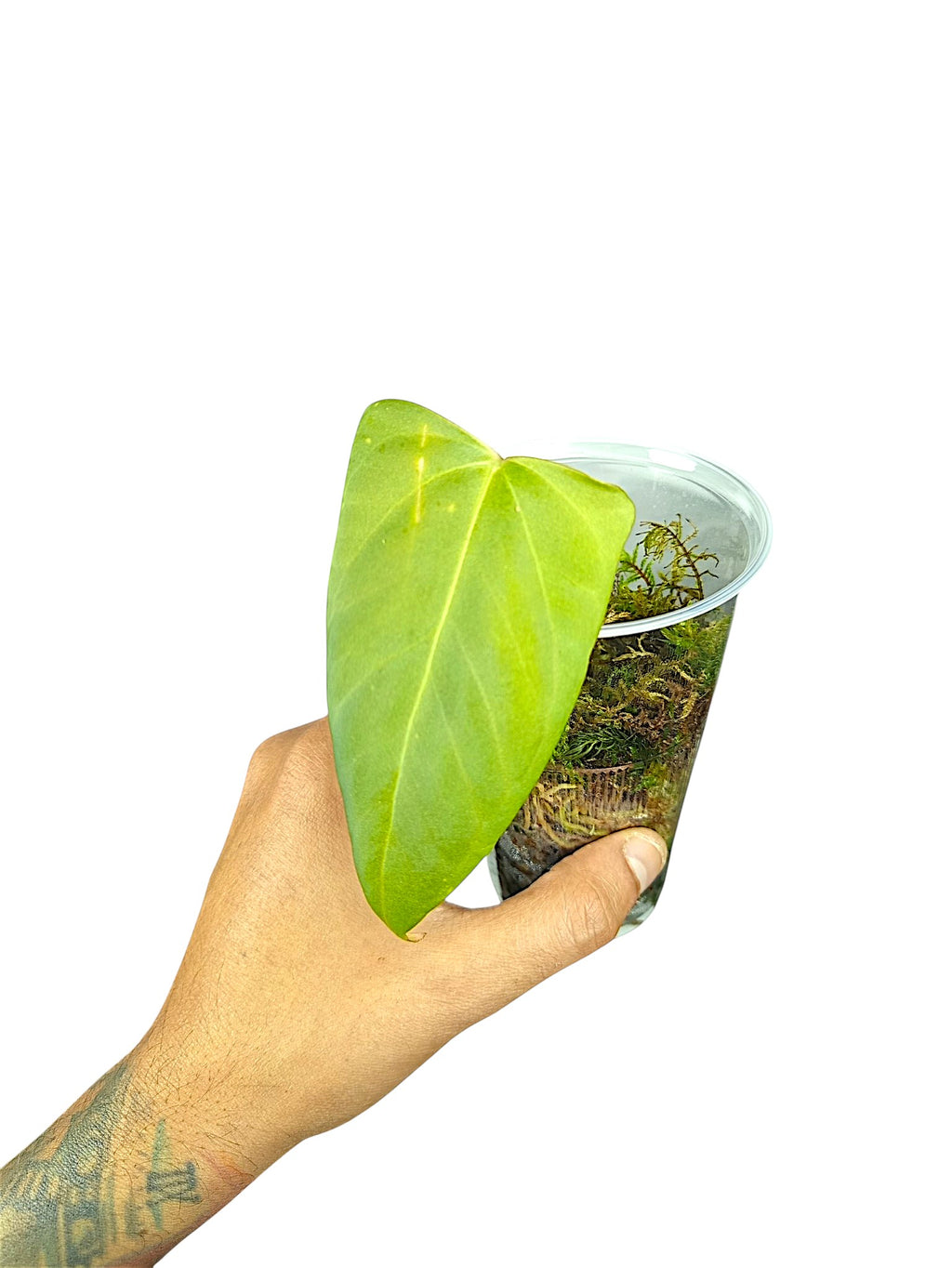 Anthurium Portillae HU x PapI Daniel Wing Ears