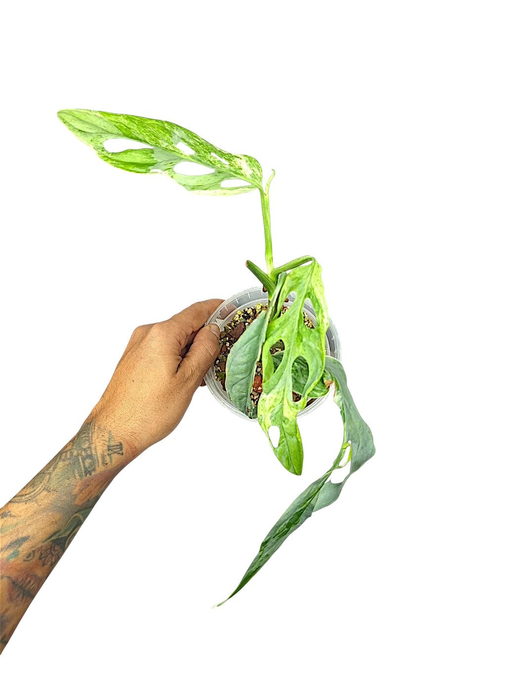 Monstera Indonesian Marble Tri color Mutated