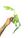 Monstera Indonesian Marble Tri color Mutated