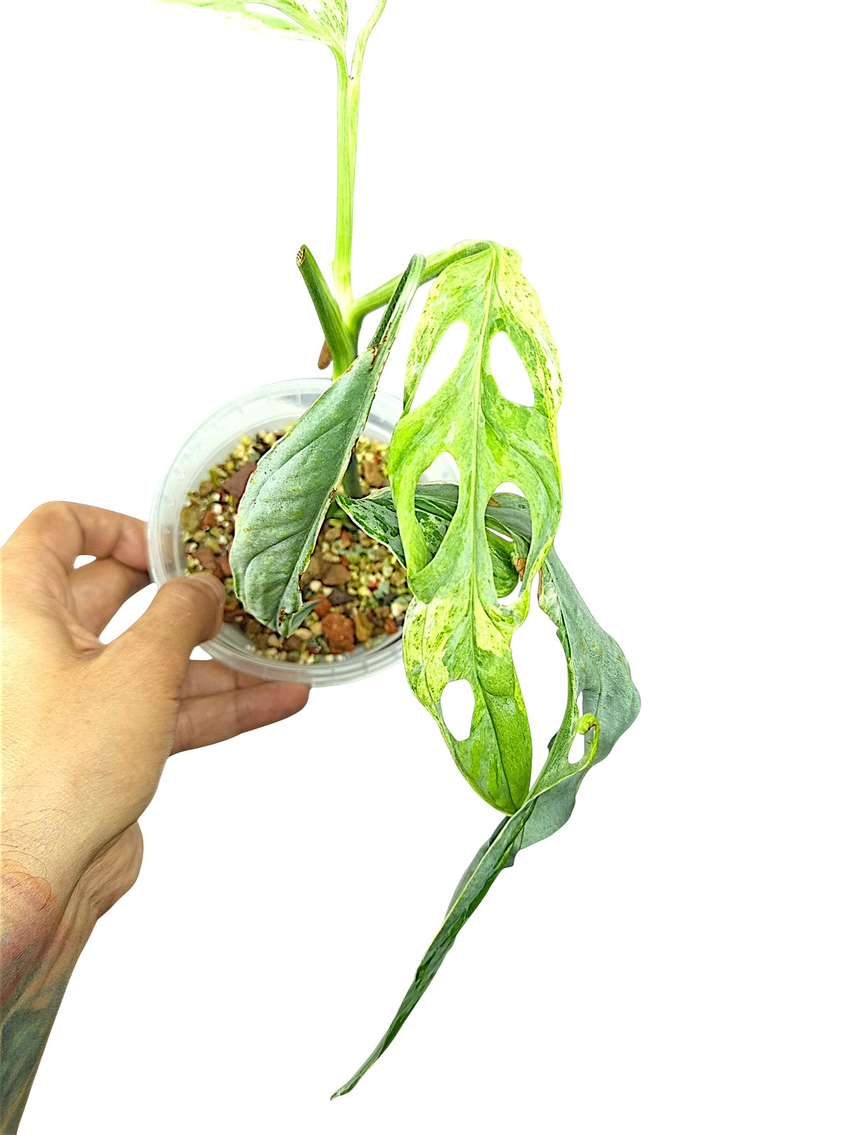 Monstera Indonesian Marble Tri color Mutated