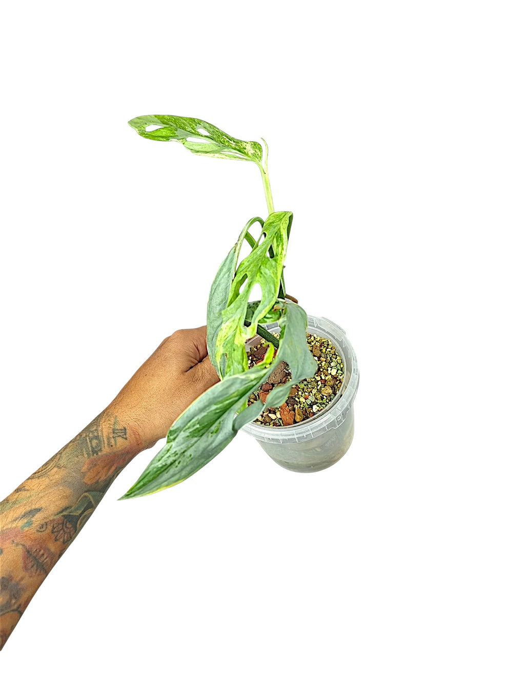 Monstera Indonesian Marble Tri color Mutated