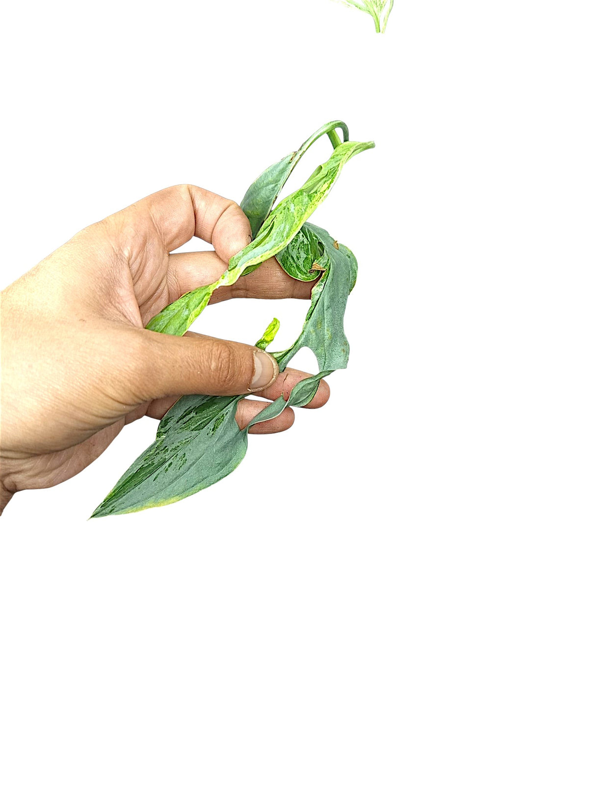Monstera Indonesian Marble Tri color Mutated