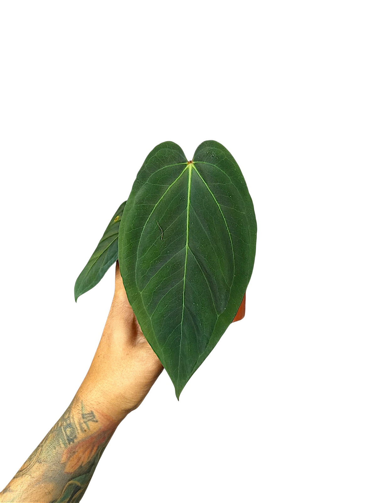 Anthurium Dark Phoenix x Papillilaminum