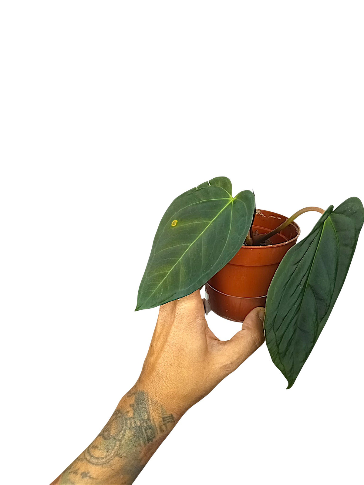 Anthurium Dark Phoenix x Papillilaminum