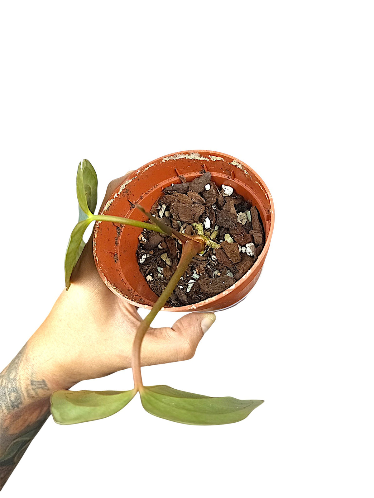 Anthurium Dark Phoenix x Papillilaminum