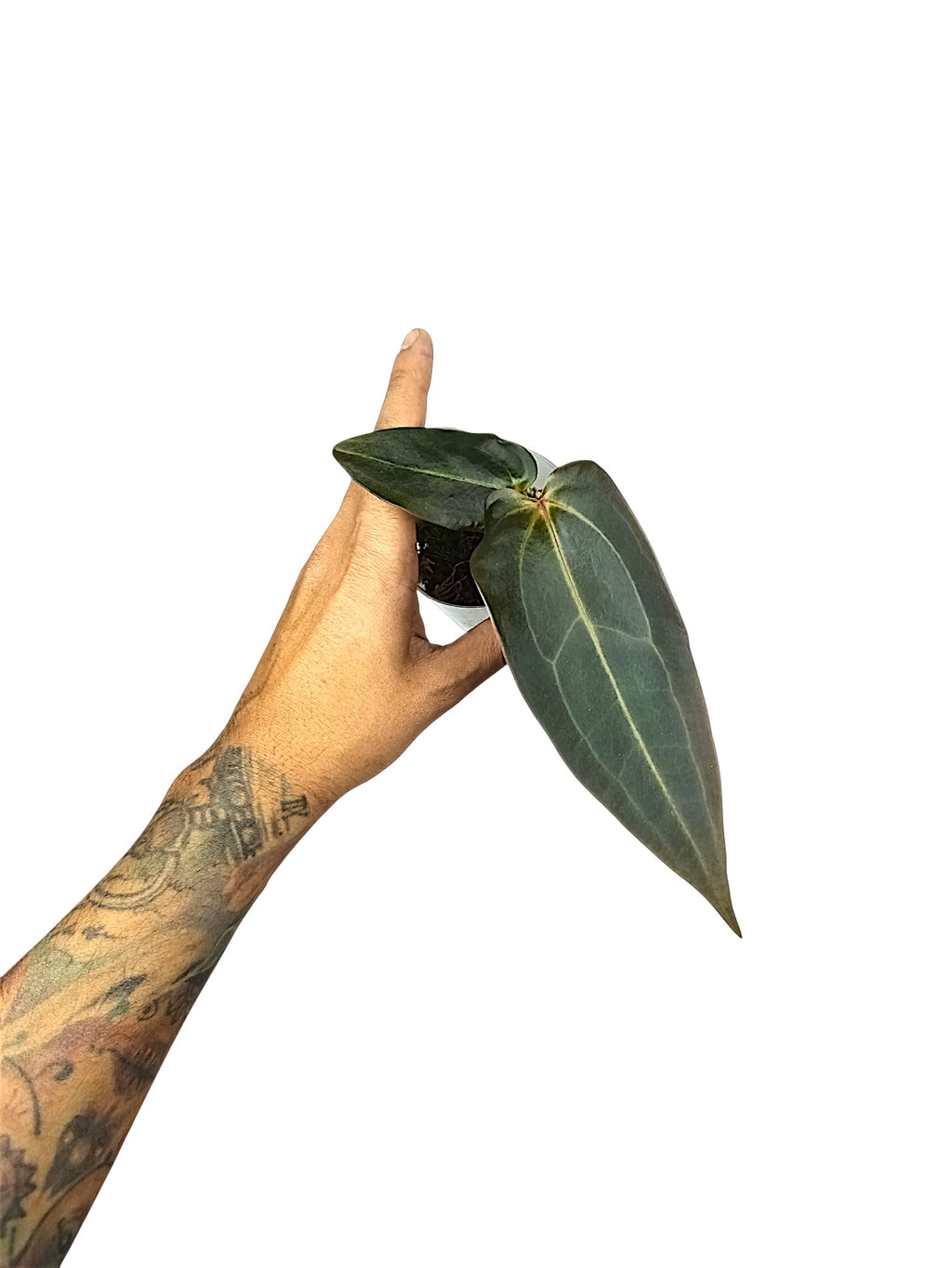 DocBlock Anthurium Dark & Handsome® '9' X Dark & Handsome® '9'