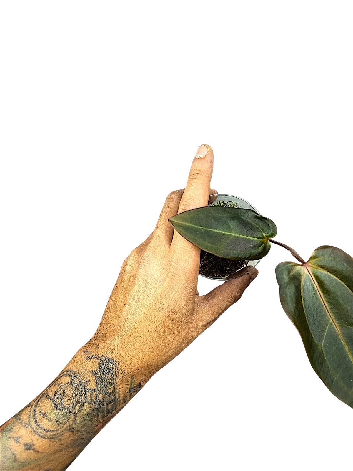 DocBlock Anthurium Dark & Handsome® '9' X Dark & Handsome® '9'