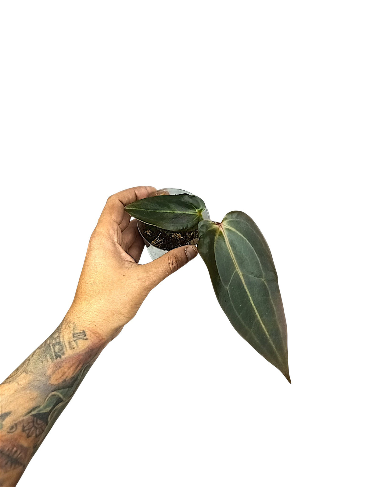 DocBlock Anthurium Dark & Handsome® '9' X Dark & Handsome® '9'