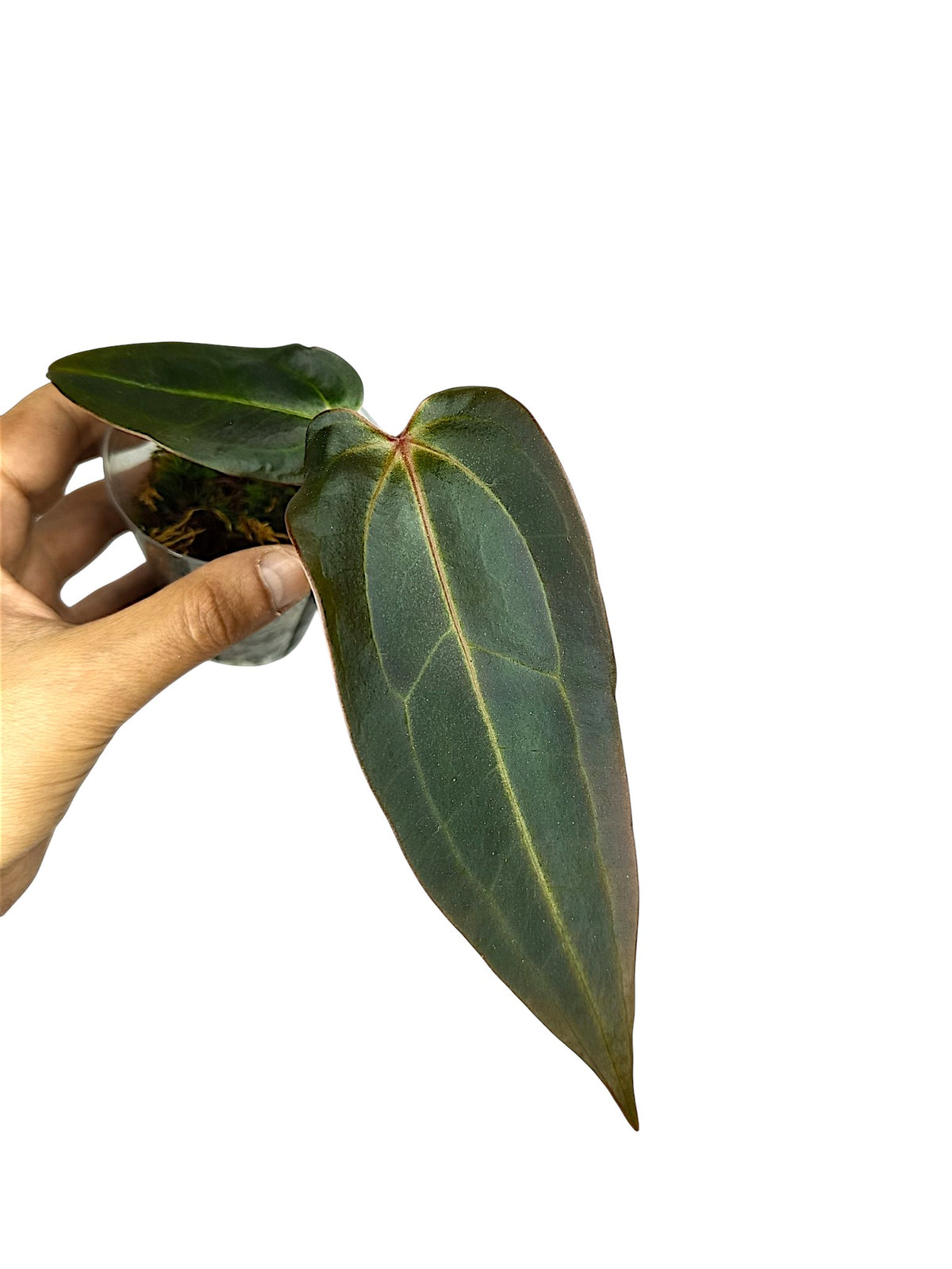 DocBlock Anthurium Dark & Handsome® '9' X Dark & Handsome® '9'