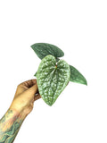 Anthurium Luxurian Platinum