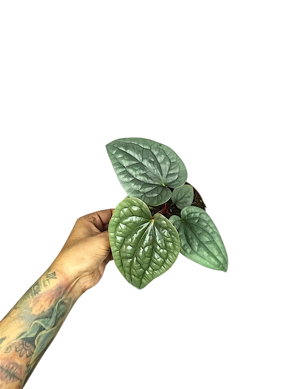 Anthurium Luxurian Platinum