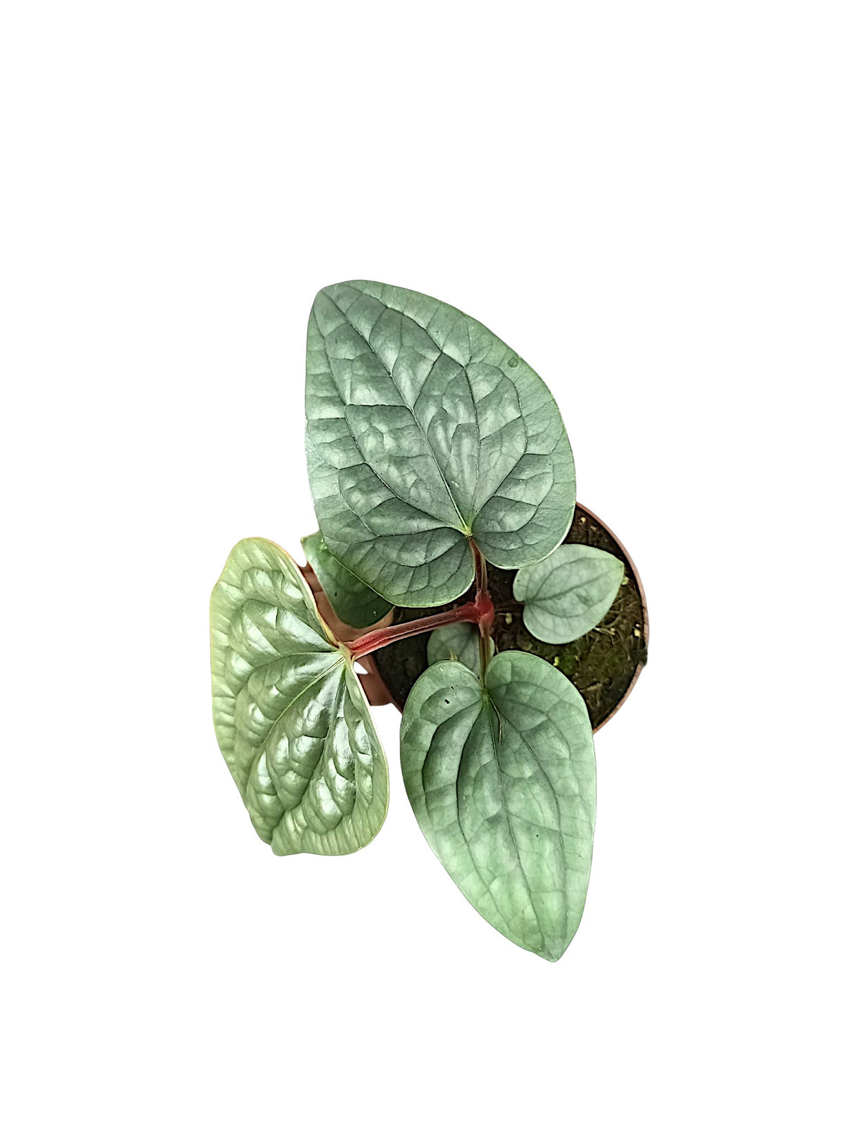 Anthurium Luxurian Platinum