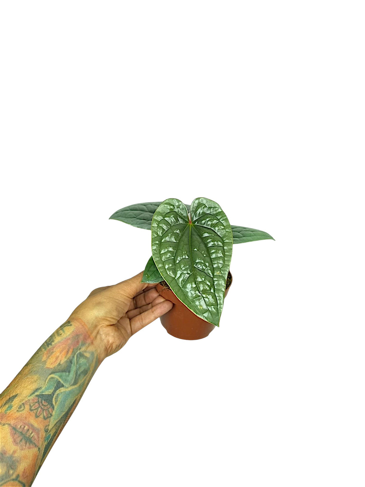 Anthurium Luxurian Platinum