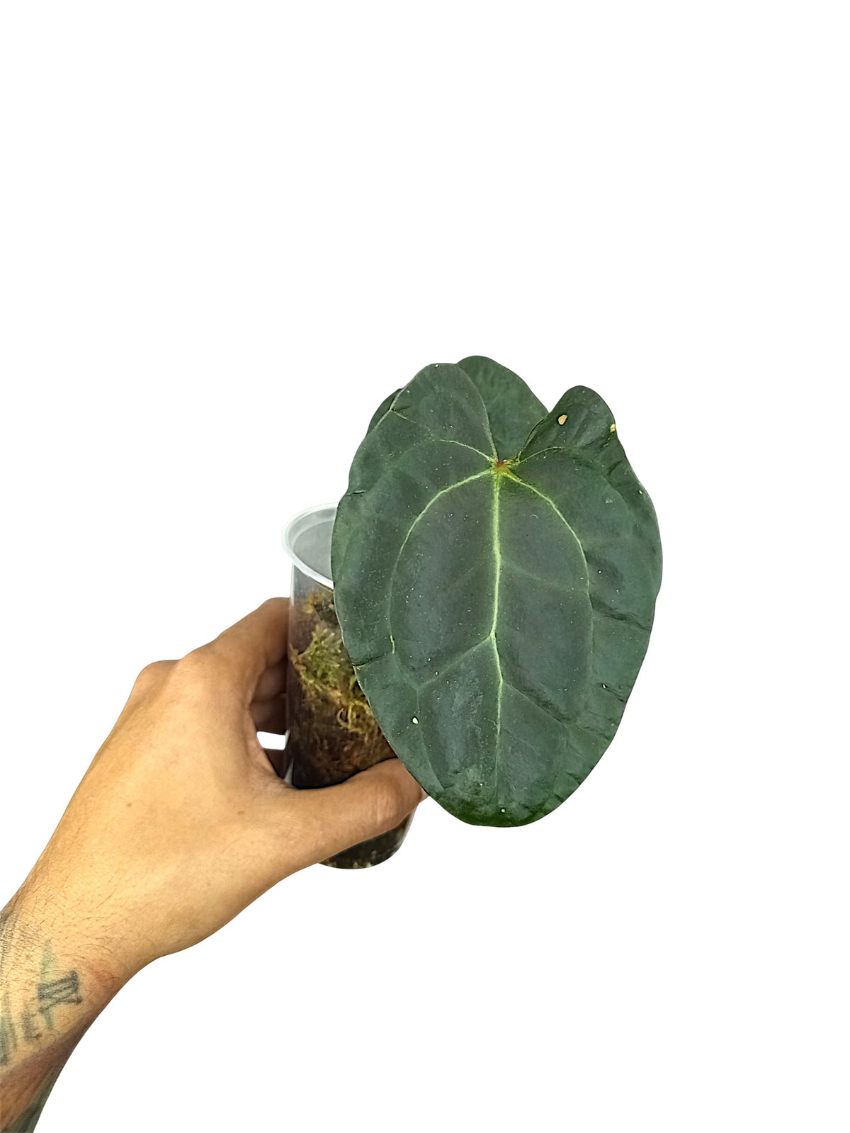 Anthurium Ace of Spades x Papillilaminum
