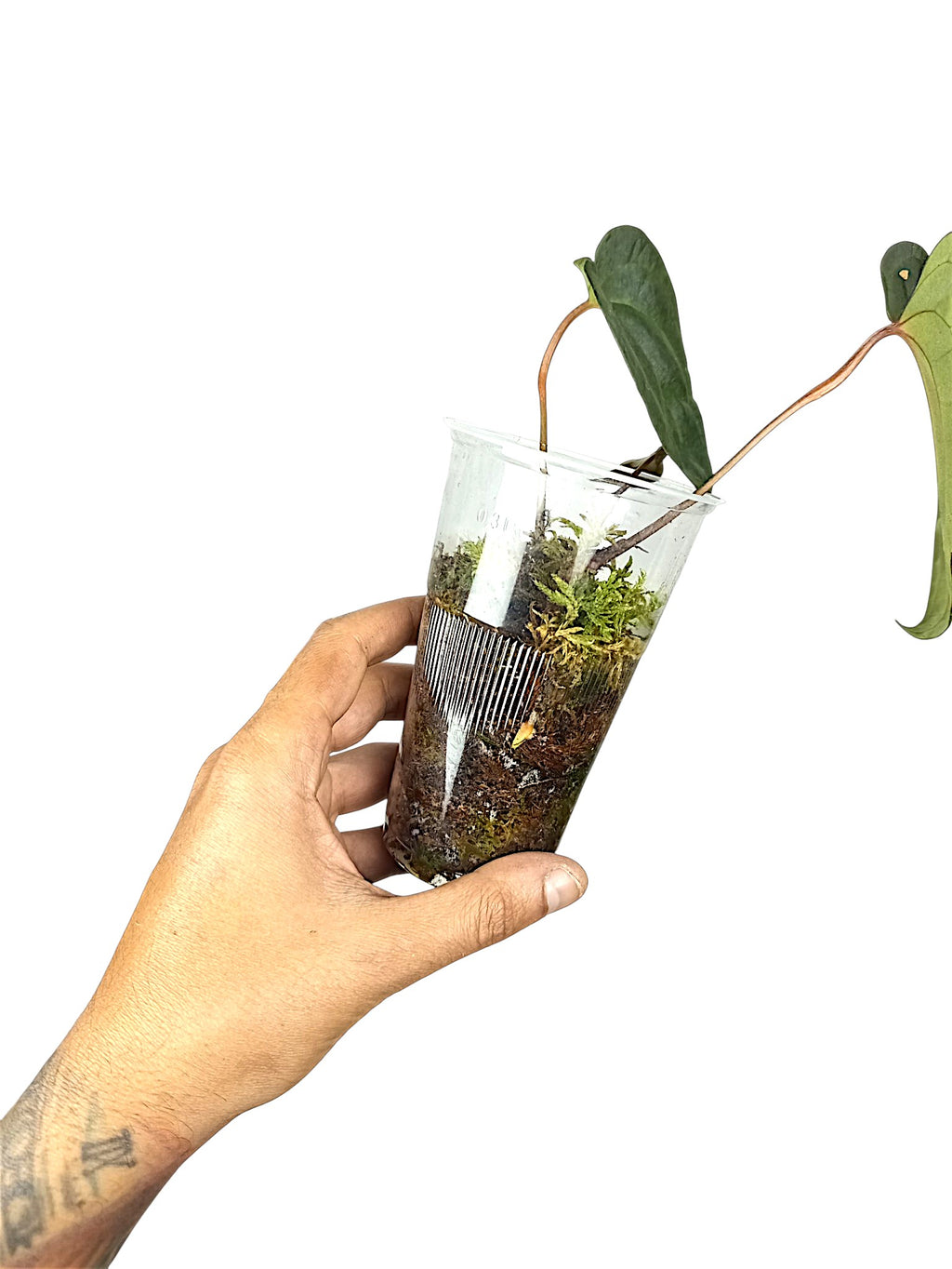 Anthurium Ace of Spades x Papillilaminum