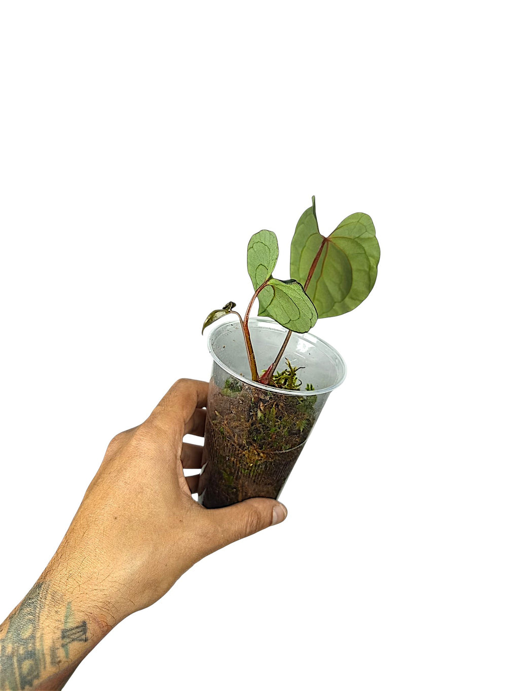 Anthurium Ace of Spades x Papillilaminum