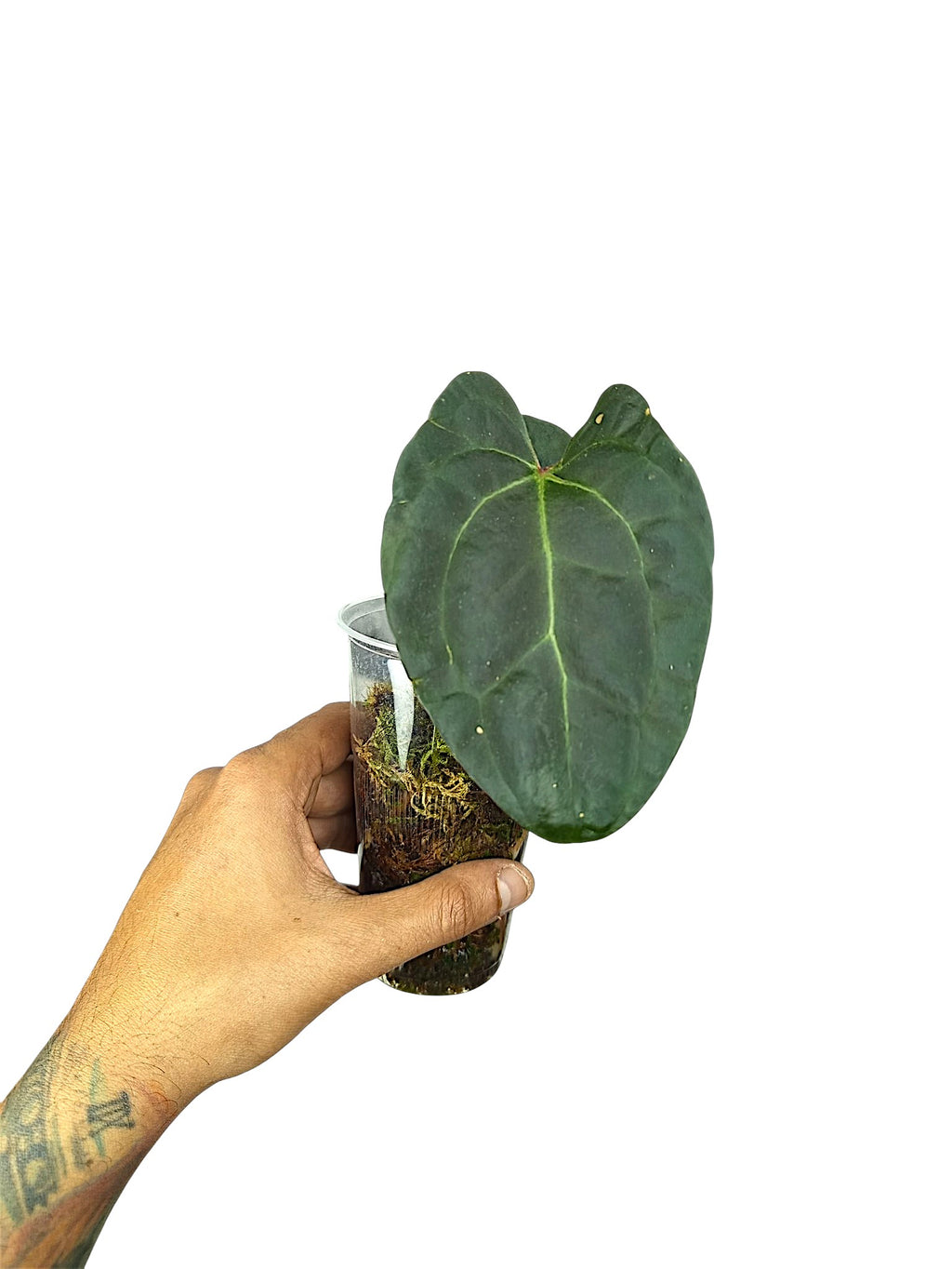 Anthurium Ace of Spades x Papillilaminum