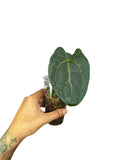 Anthurium Ace of Spades x Papillilaminum