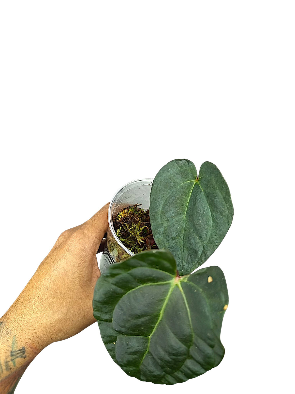 Anthurium Ace of Spades x Papillilaminum