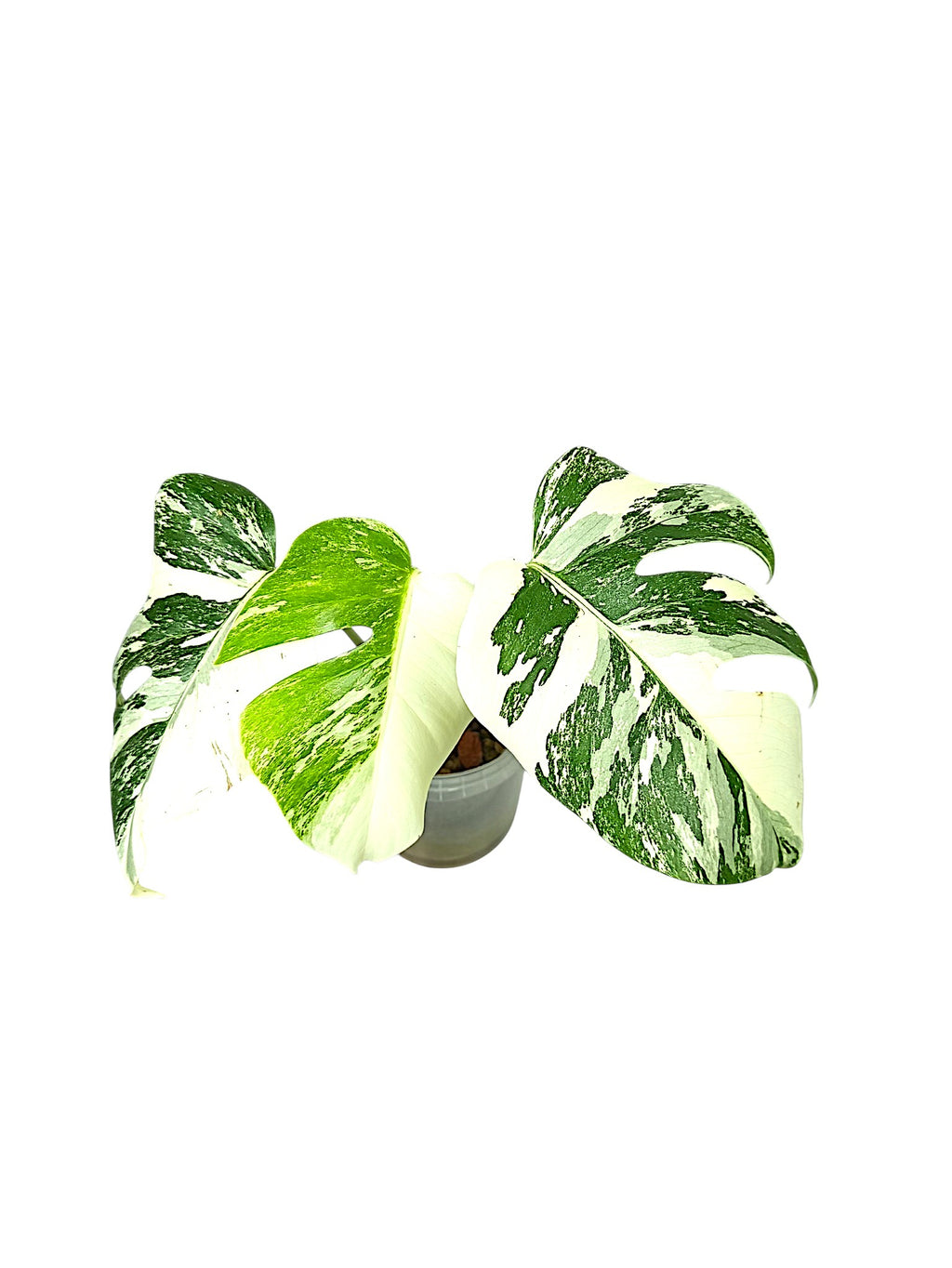 Monstera Albo Borsigiana Half Moon