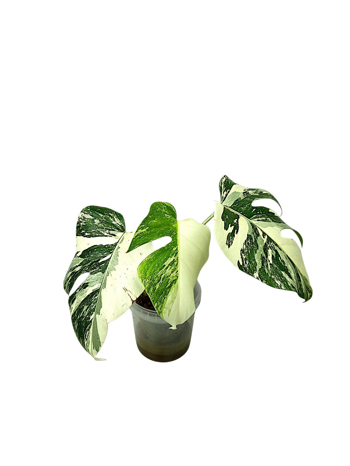 Monstera Albo Borsigiana Half Moon