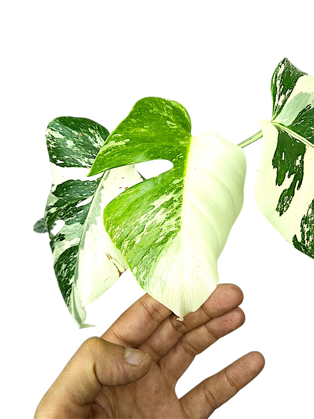 Monstera Albo Borsigiana Half Moon
