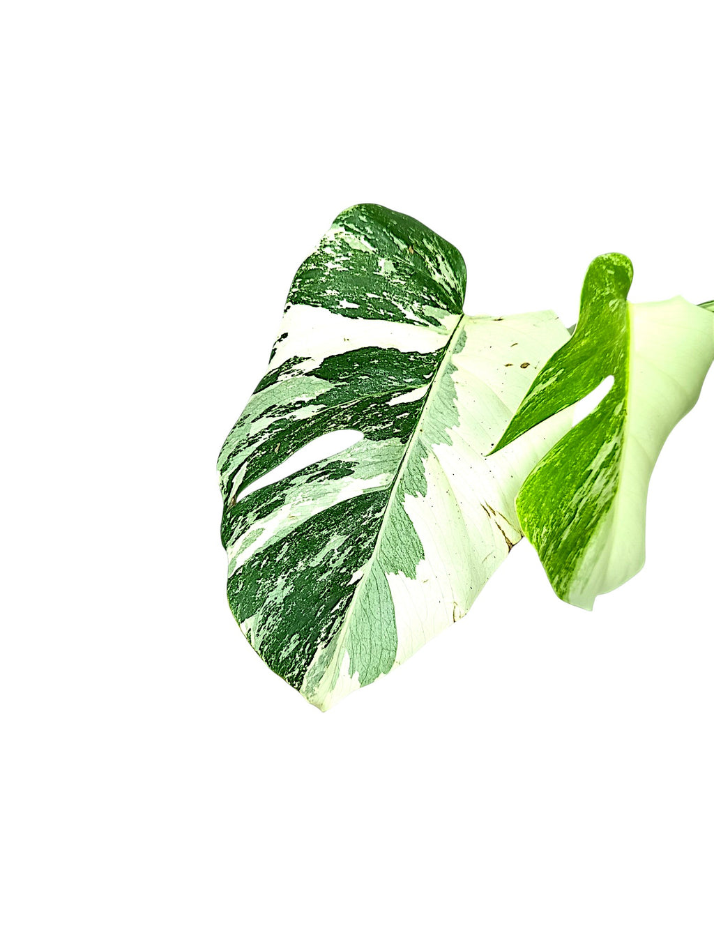 Monstera Albo Borsigiana Half Moon