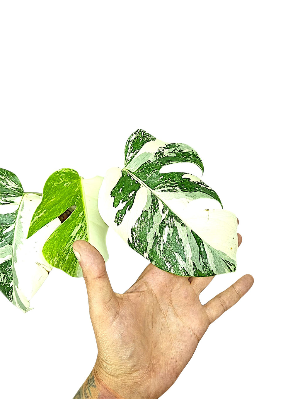 Monstera Albo Borsigiana Half Moon
