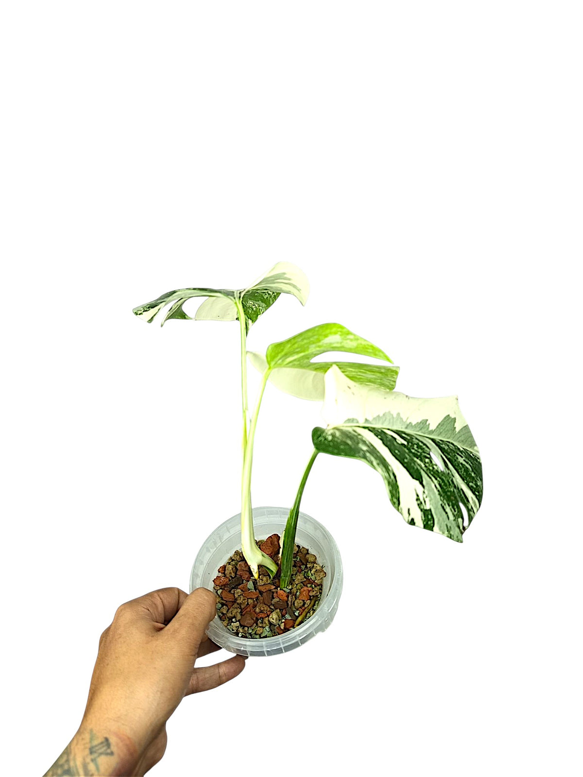 Monstera Albo Borsigiana Half Moon