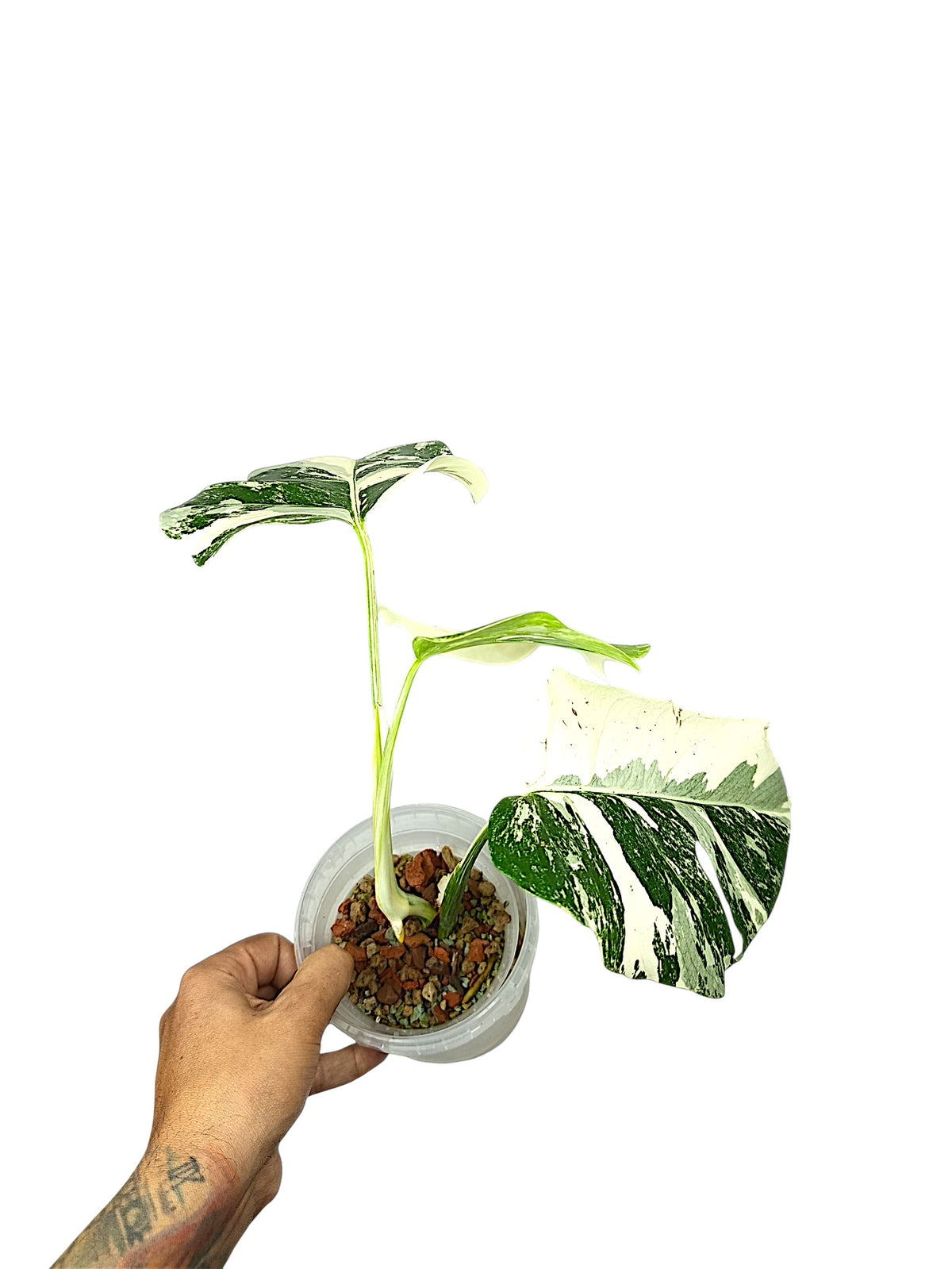 Monstera Albo Borsigiana Half Moon