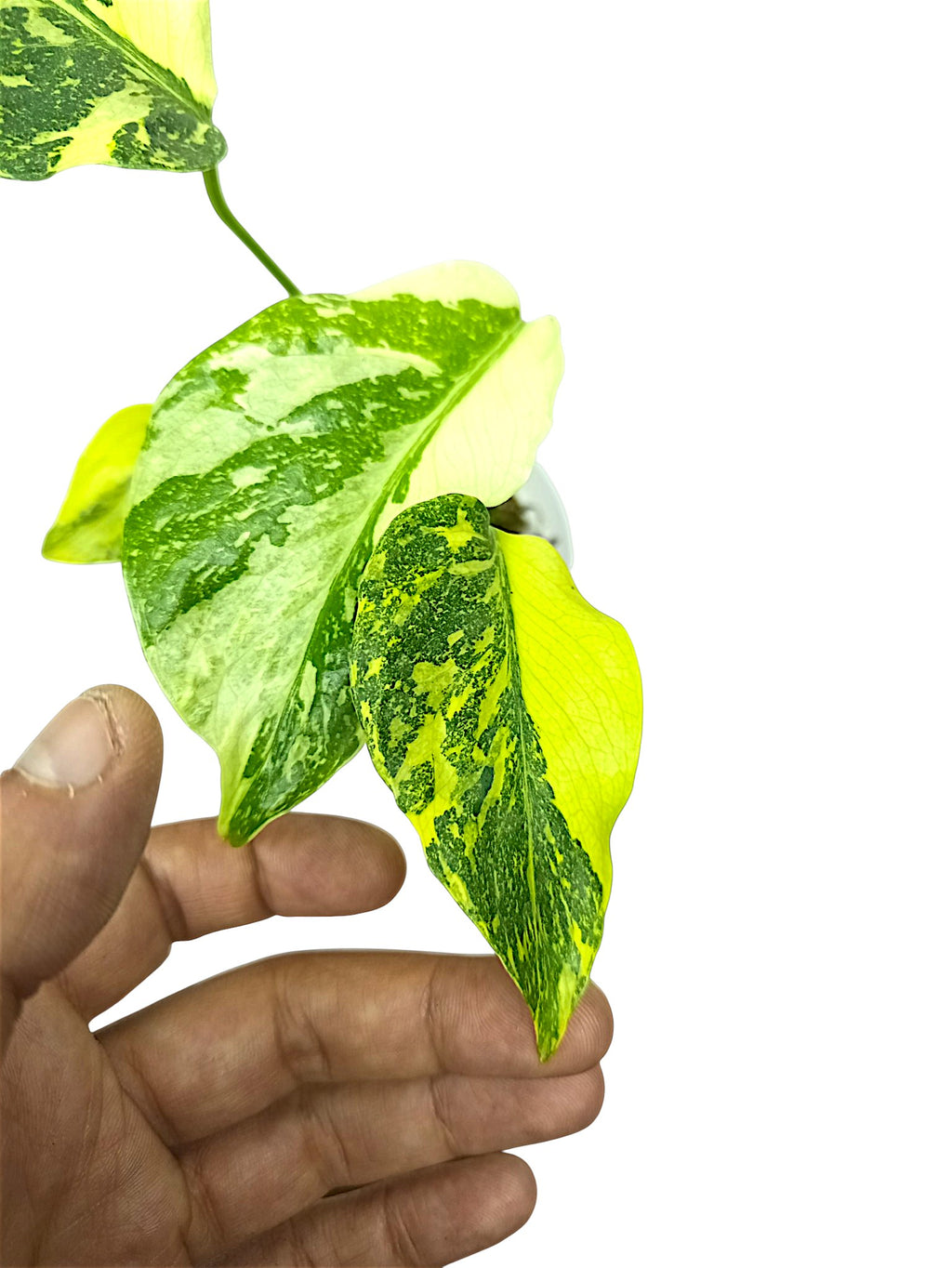 Monstera Deliciosa Tricolor Electrolyte