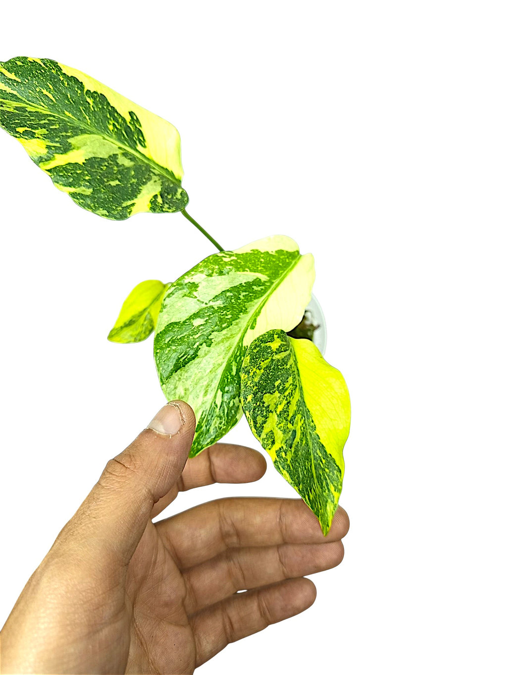 Monstera Deliciosa Tricolor Electrolyte