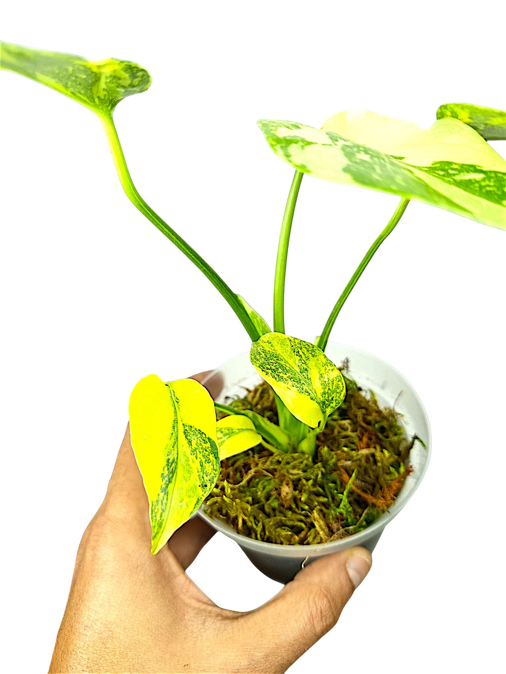 Monstera Deliciosa Tricolor Electrolyte