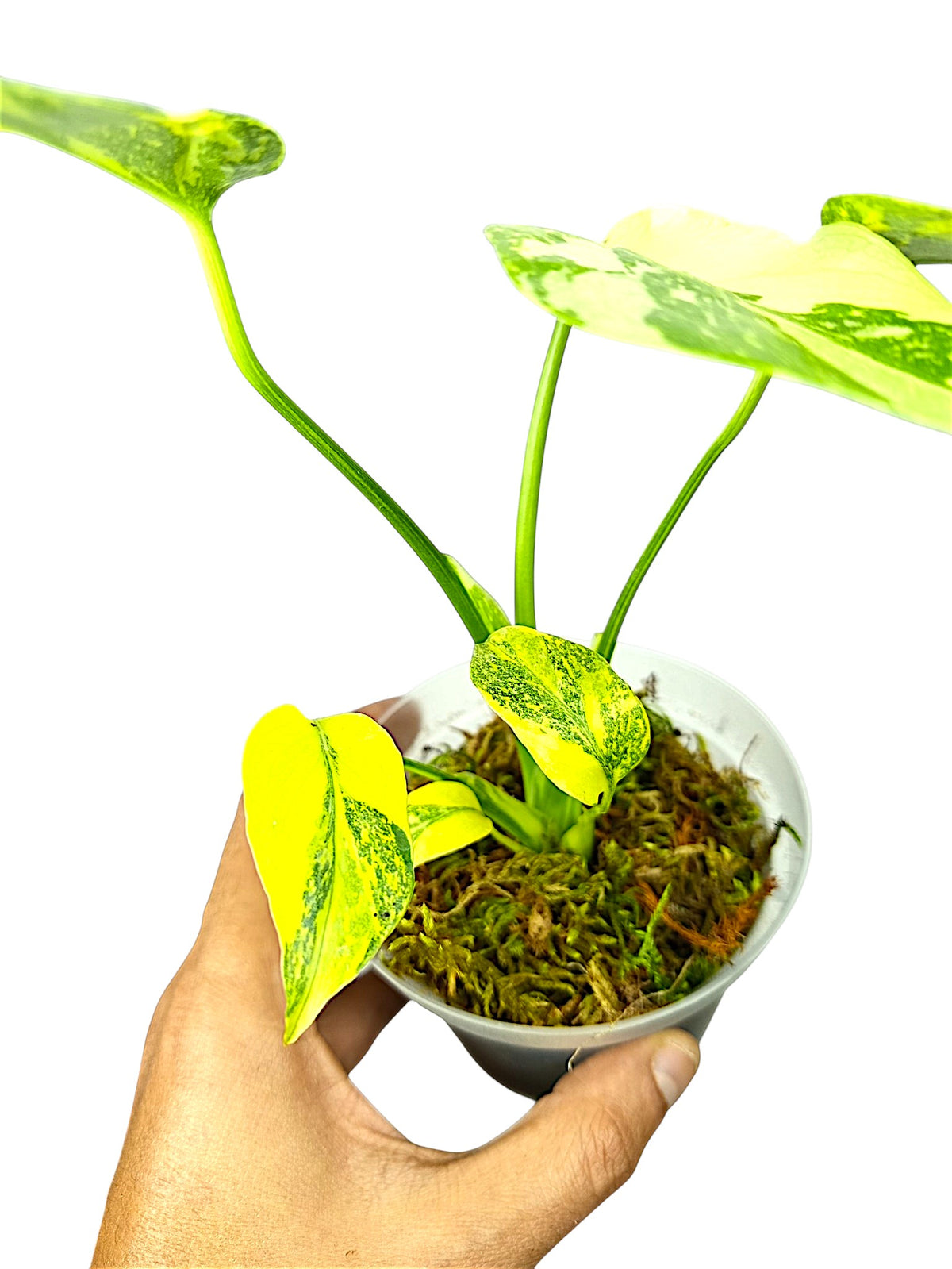 Monstera Deliciosa Tricolor Electrolyte